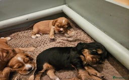 Cocker Spaniel dogs for sale: Health Tested Cocker spaniel puppies  - Advert 19