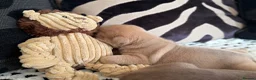 English Bulldog dogs for sale: English Bulldog Puppies  - Advert 10