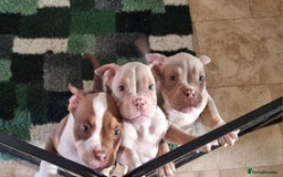 American Bully dogs for sale: Last boy left 🔥🔥🔥 - Image 17