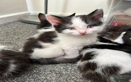 Domestic Shorthair cats for sale: Kittens for sale  - Image 2