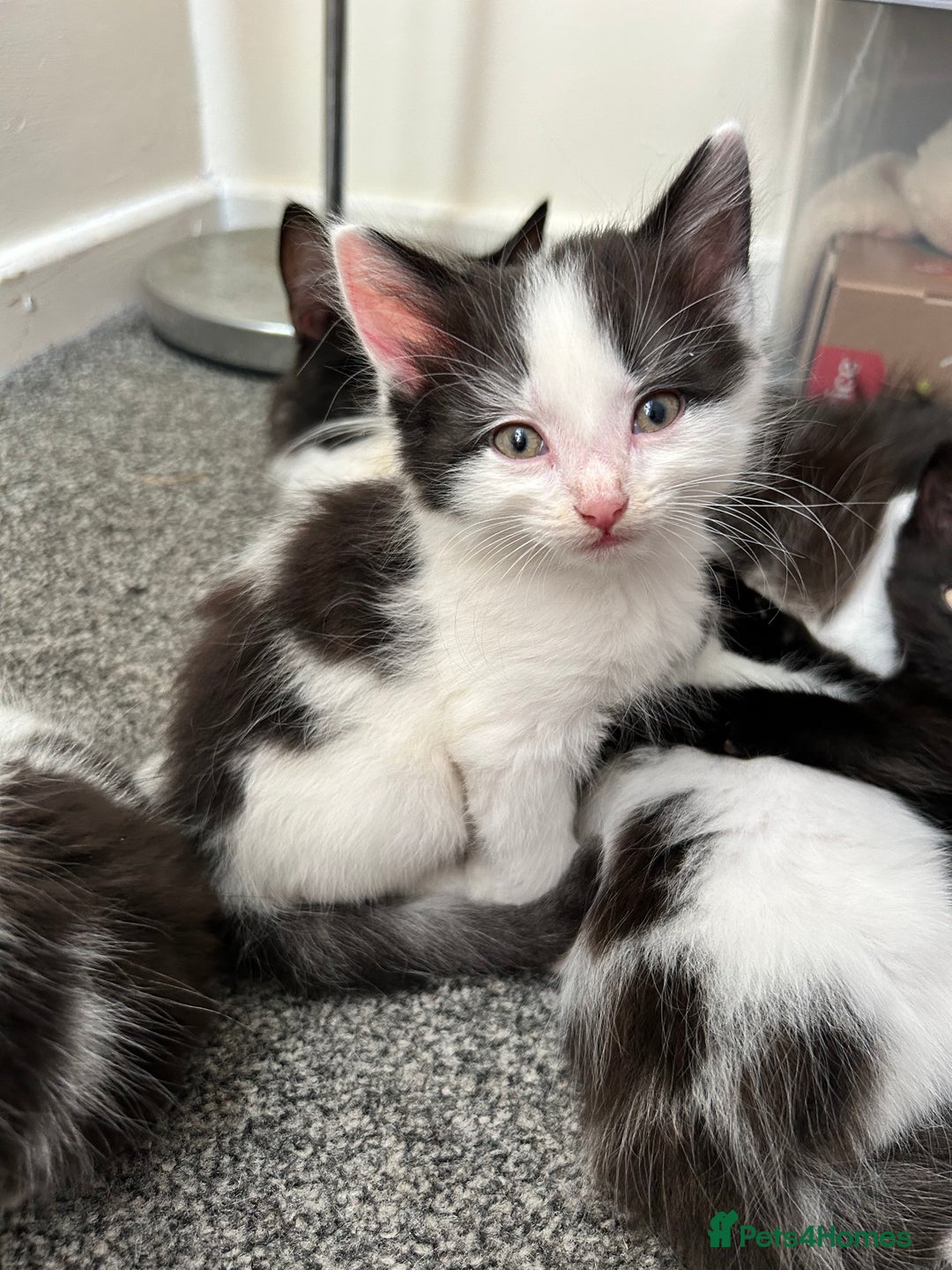 Domestic Shorthair cats for sale: Kittens for sale  - Image 2