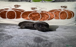 Miniature Dachshund dogs for sale: Miniature Dachshund Puppies 🐾 - Image 12
