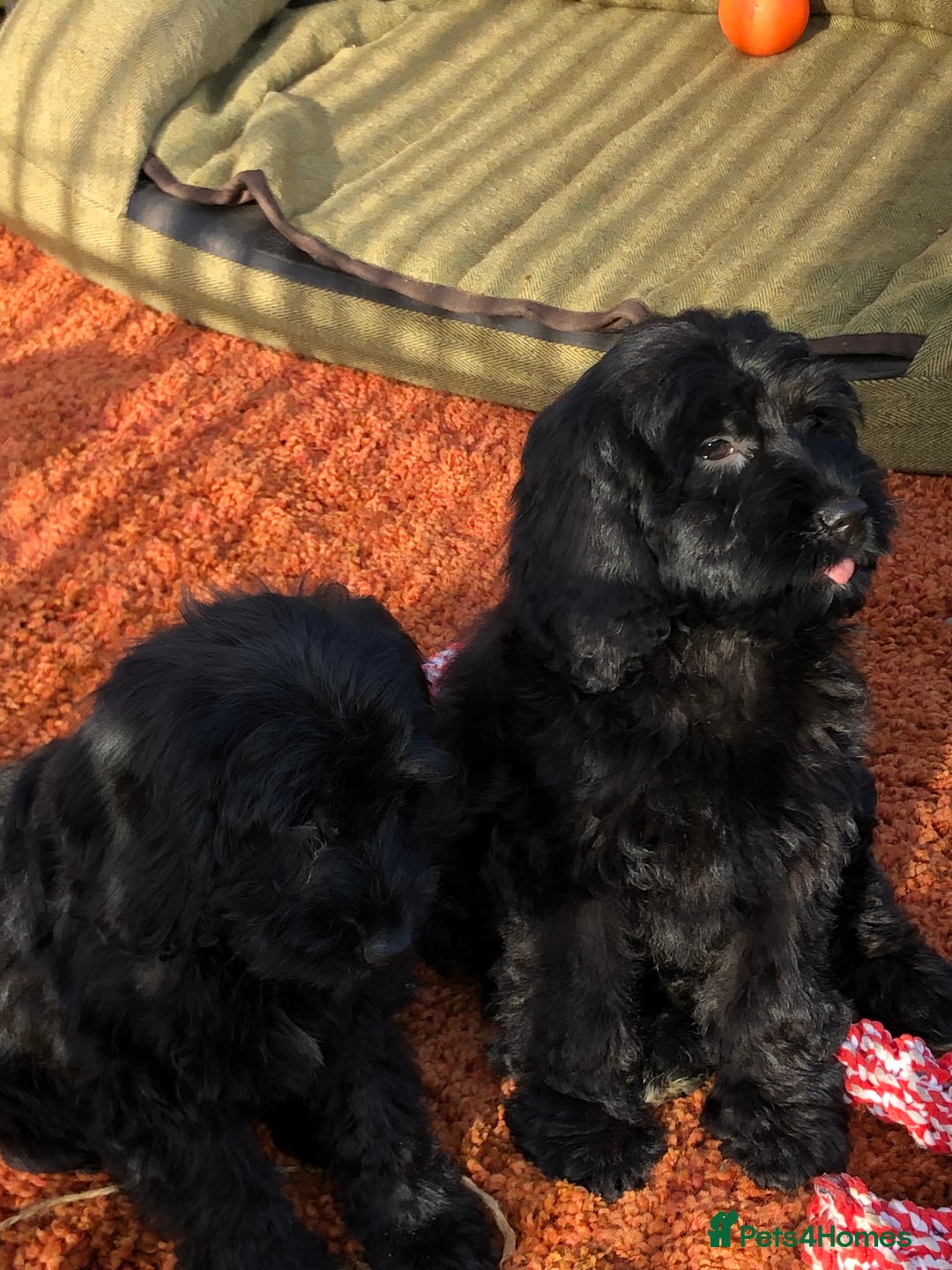 Cockapoo dogs for sale: Beautiful cockapoo f1 puppies - Image 13