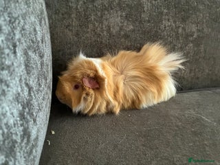 Guinea Pig rodents Male guinea pig for sale - Advert 1