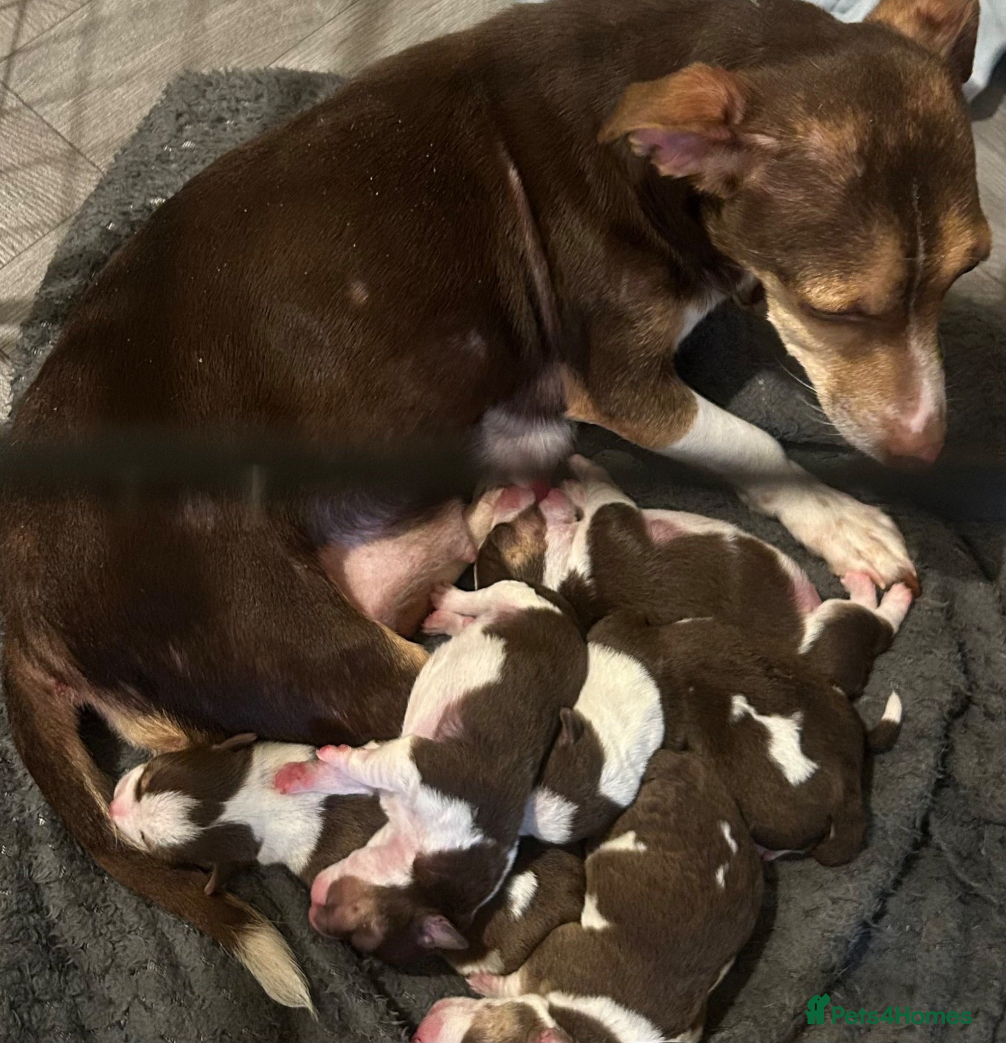 Jack Russell dogs 2 female Jack Russell pups - Advert 1