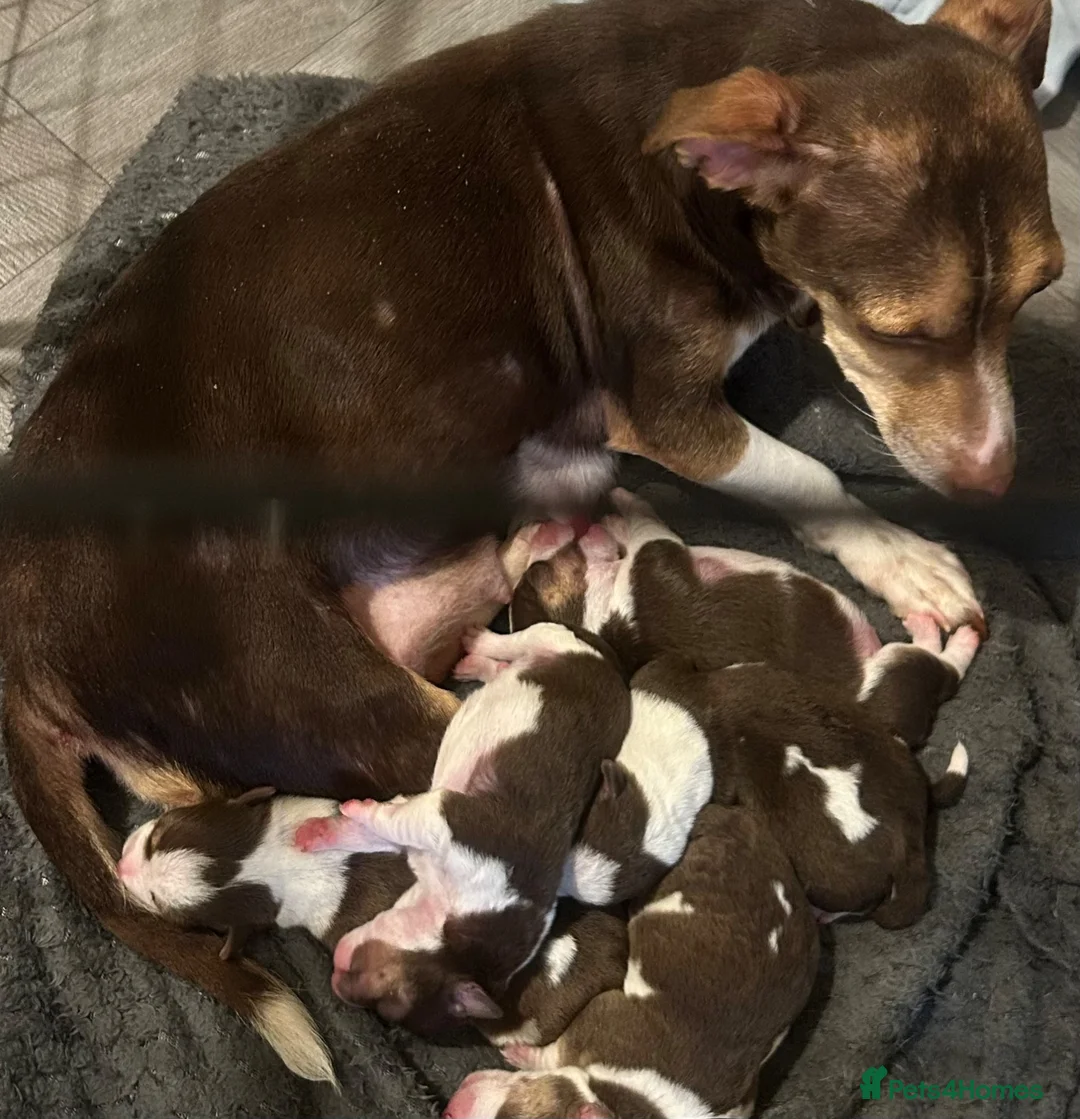 Jack Russell dogs for sale: 2 female Jack Russell pups - Advert 1