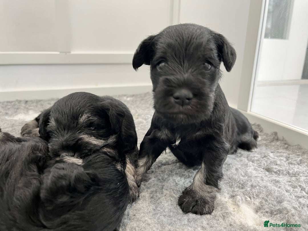 Miniature Schnauzer dogs for sale: Adorable black n silver Mini Schnauzer  - Image 4