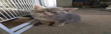 Mixed Breed Kitten 3