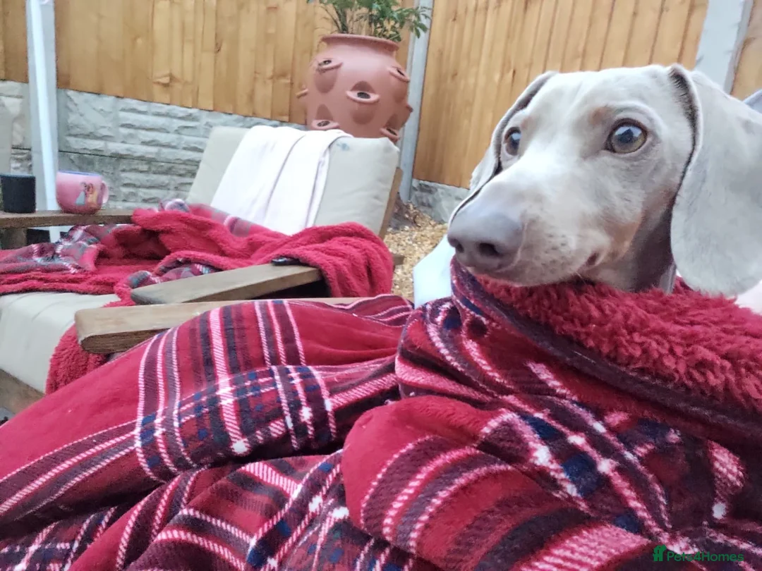 Dachshund dogs for sale: Milo Male Dachund  - Advert 4