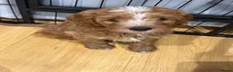 Mixed Breed dogs for sale: Cavapoo Puppies - Advert 6