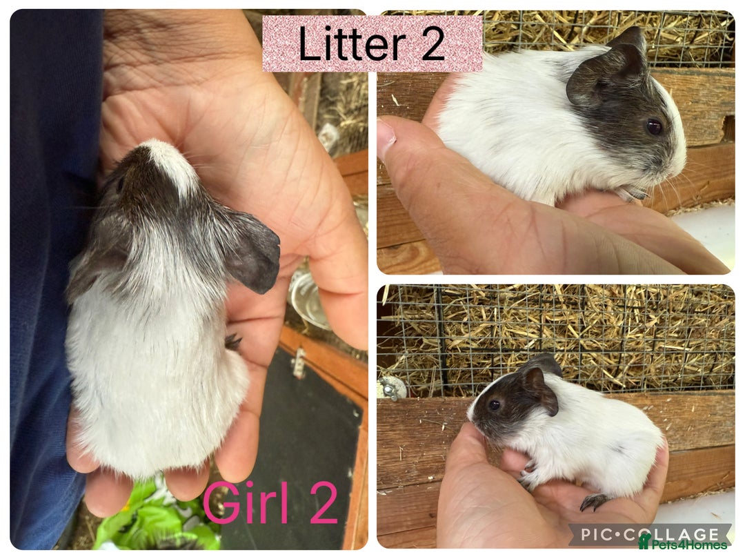 Guinea Pig rodents for sale: Beautiful baby guinea pigs  - Image 10