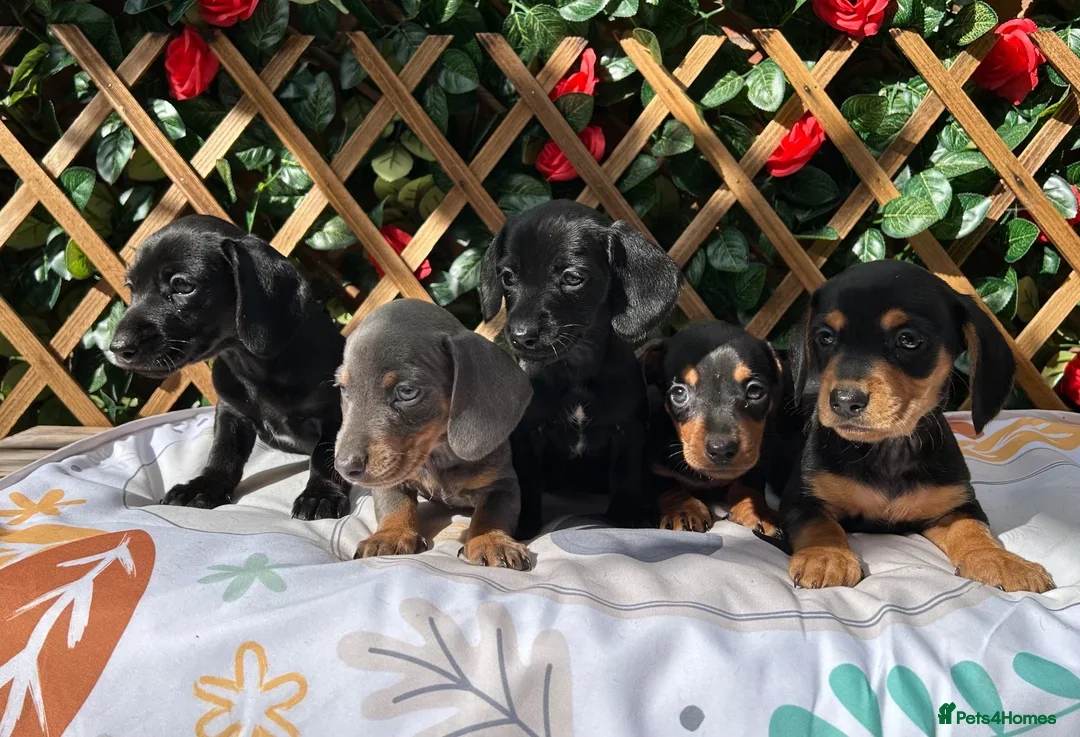 Miniature Dachshund dogs  Mini RARE SOLID BLACKS KC reg Health tested  - Advert 1