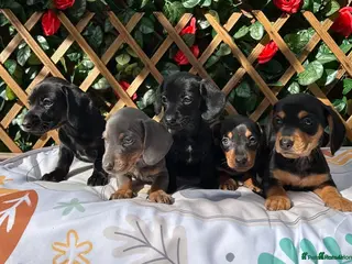 Miniature Dachshund dogs Mini RARE SOLID BLACKS KC reg Health tested - Advert 1