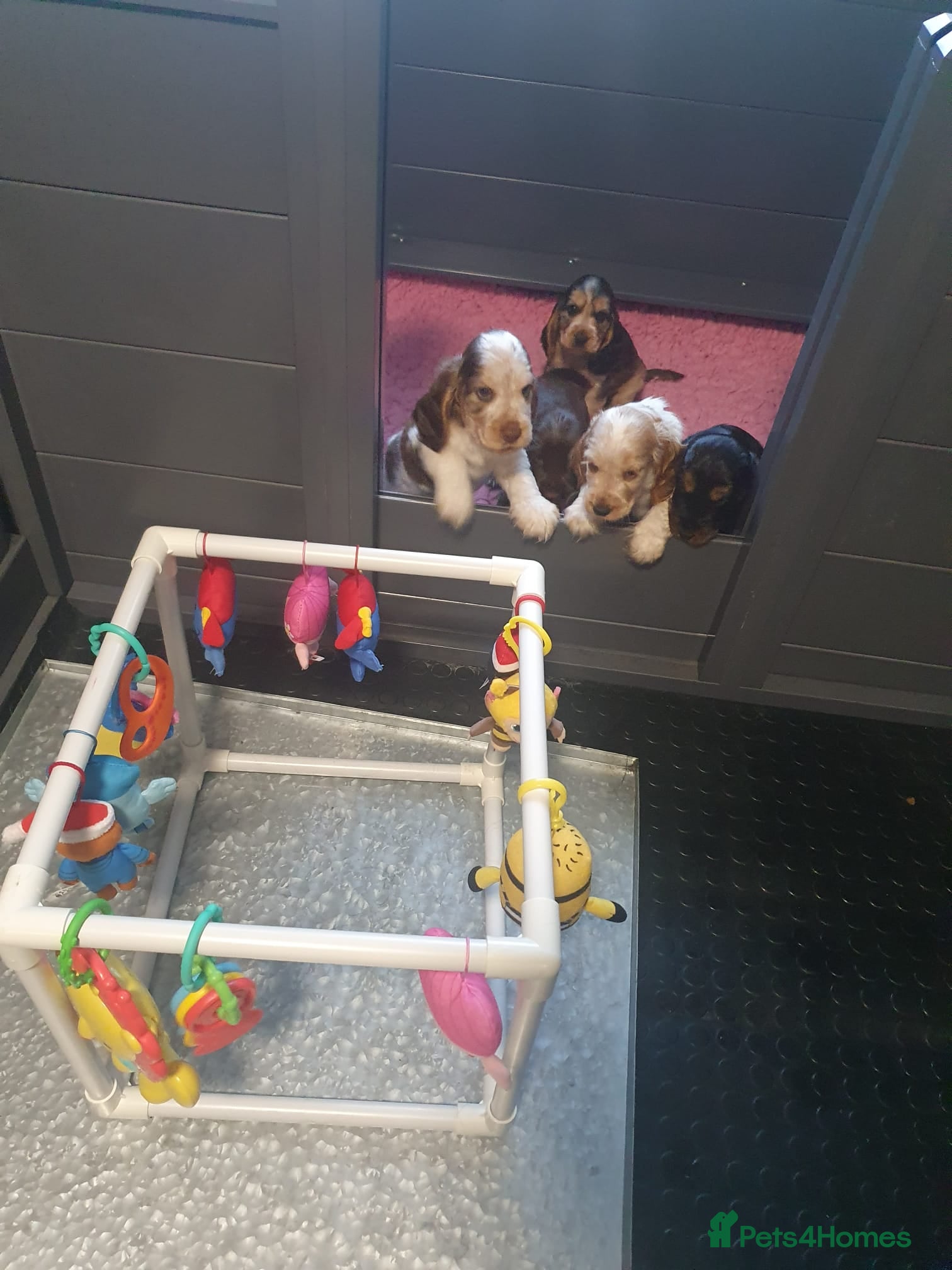 Cocker Spaniel dogs Gorgeous KC Health Tested Show Pups - Advert 1