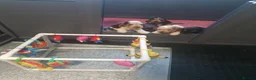 Cocker Spaniel dogs for sale: Gorgeous KC Health Tested Show Pups - Advert 11