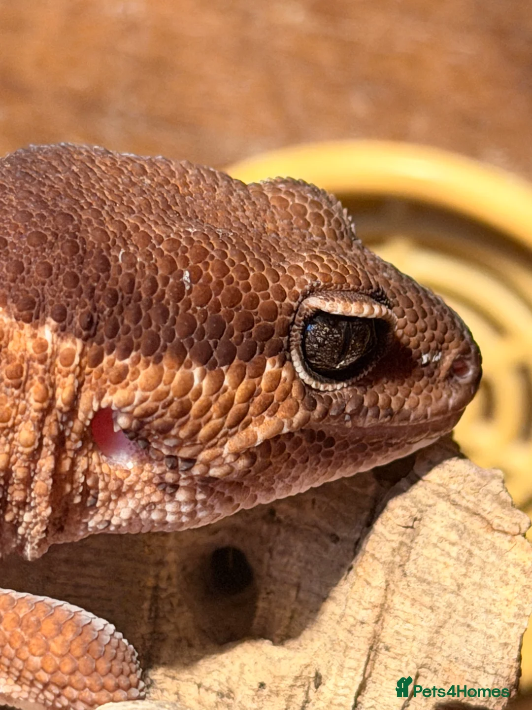Gecko reptiles for sale: Fat Tailed Gecko with setup - Advert 1