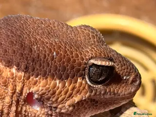 Gecko reptiles Fat Tailed Gecko with setup - Advert 2