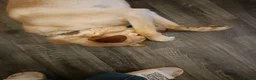 Mixed Breed dogs for adoption: Carlos wants his forever home  in Mexborough - Advert 6