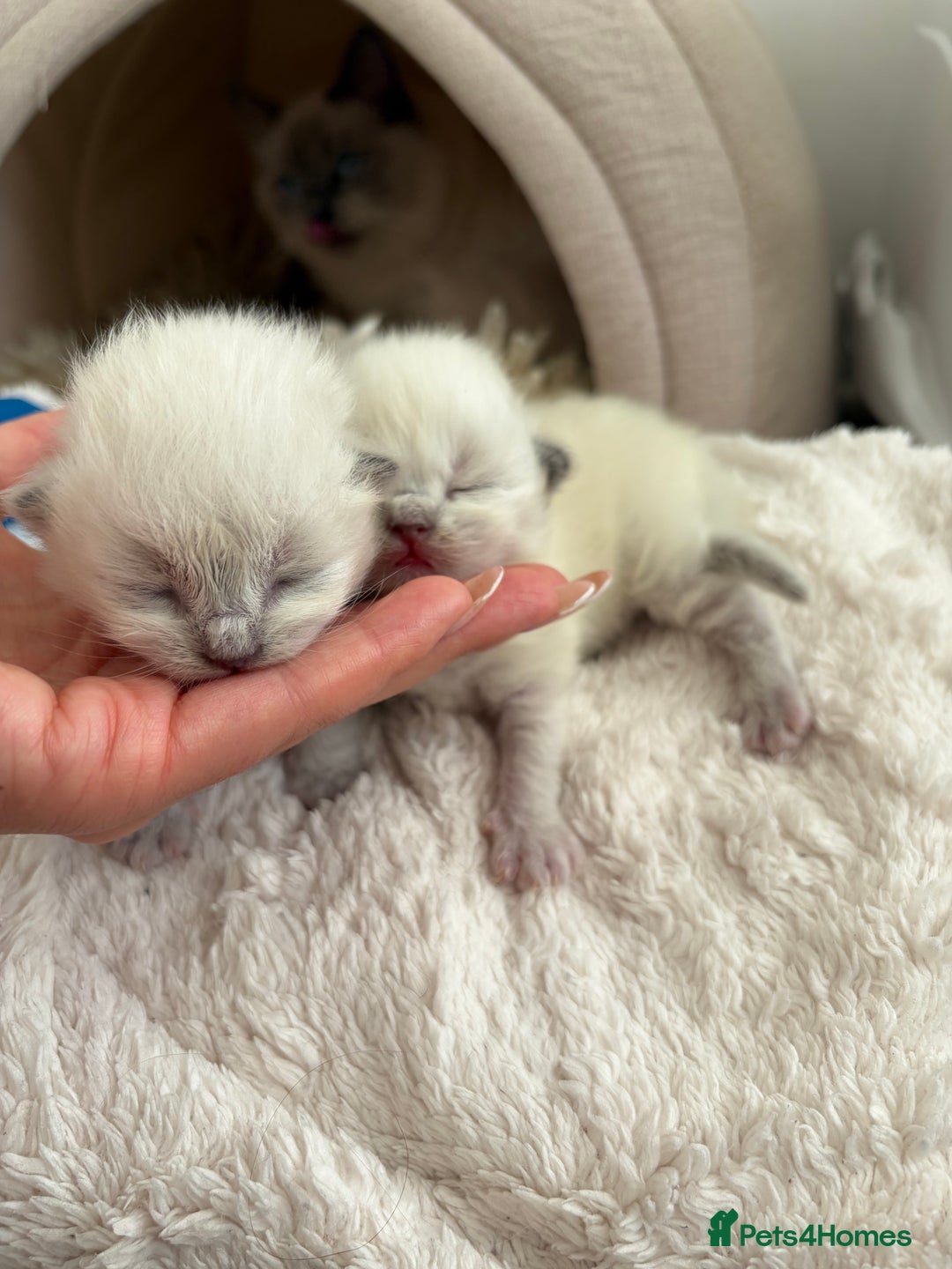 Ragdoll cats for sale: Ragdoll Purebred kittens 🩷🩵 - Advert 3