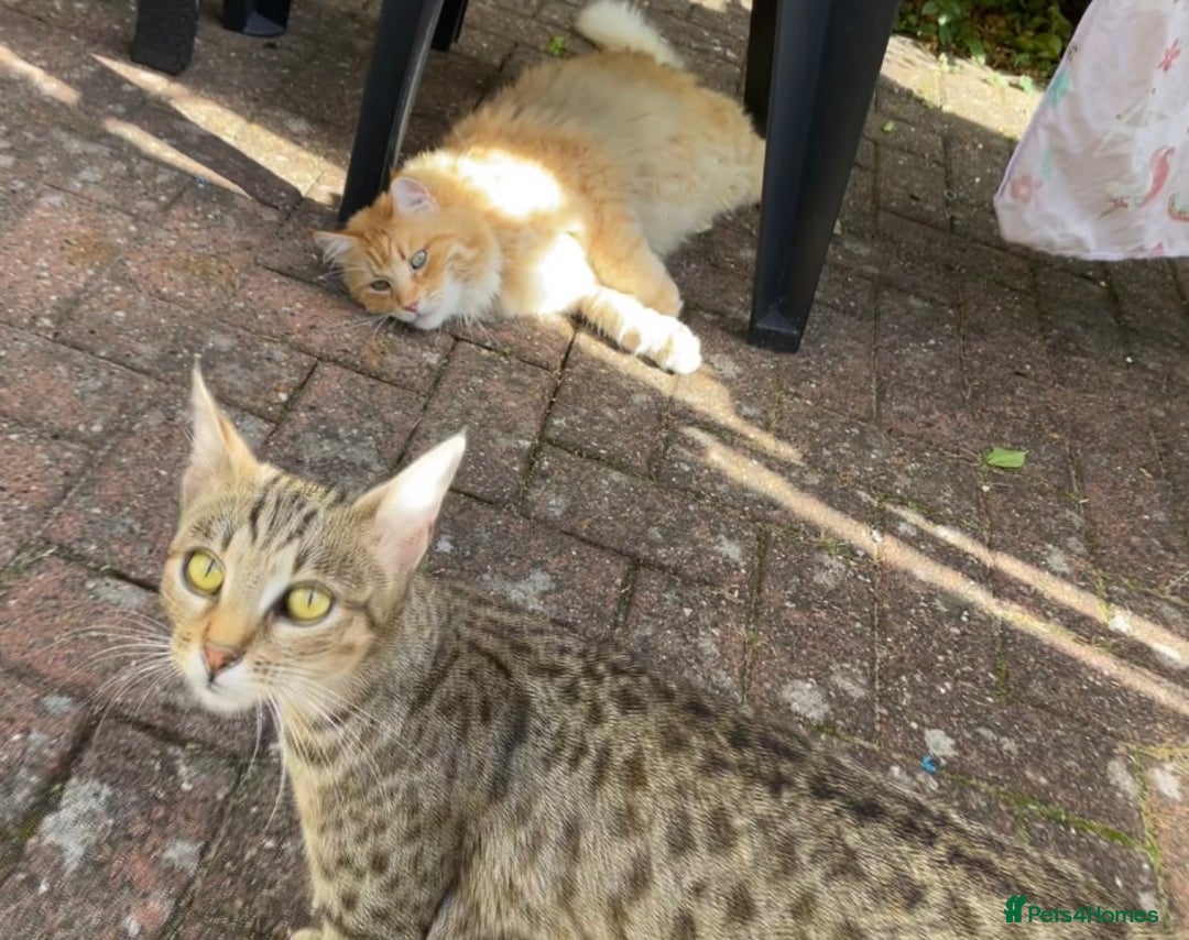 Savannah cats for sale: Savannah/Maine Coon Kittens Excellent Temperament - Image 13