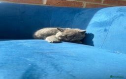 British Longhair cats for sale: British longhair kittens ready for 🏠 now - Image 11