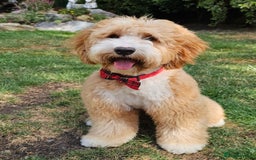 Labrador Retriever dogs for stud: Hip0/0 Elbow 0/0 Australian Labradoodle  - Advert 14