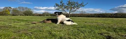 Mixed Breed dogs for adoption: ANGEL by name & nature - new videos added 13/3 - Advert 10