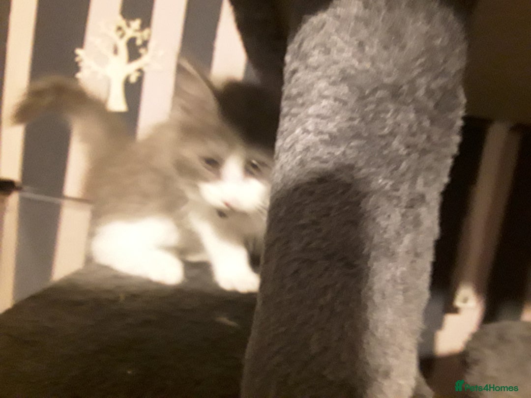 Maine Coon cats for sale: Mainecoon  x ragdolls - Advert 38