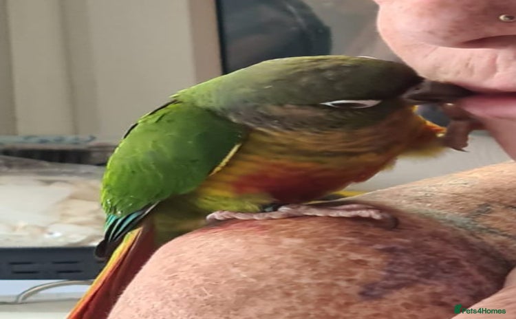 Parakeets birds - Advert 13