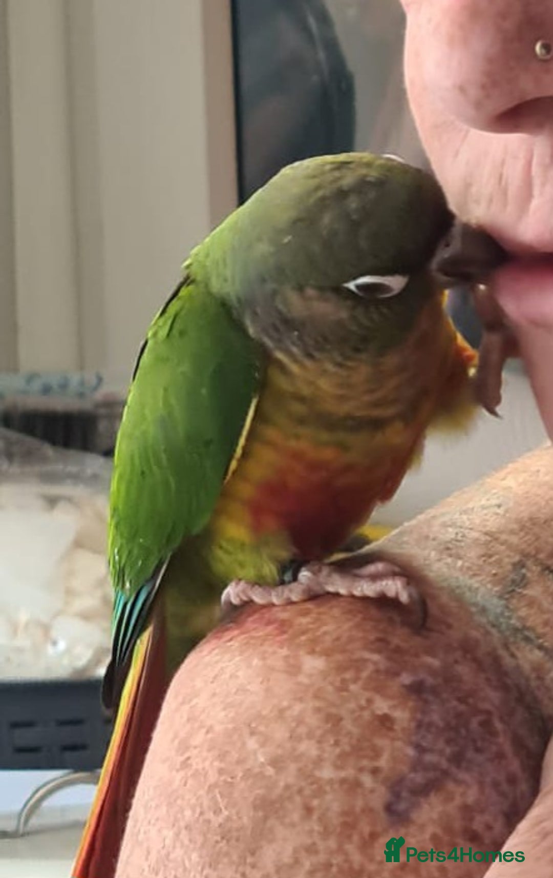 Parakeets birds for sale: Handreared Conures! Kakariki and lovebirds  - Image 1