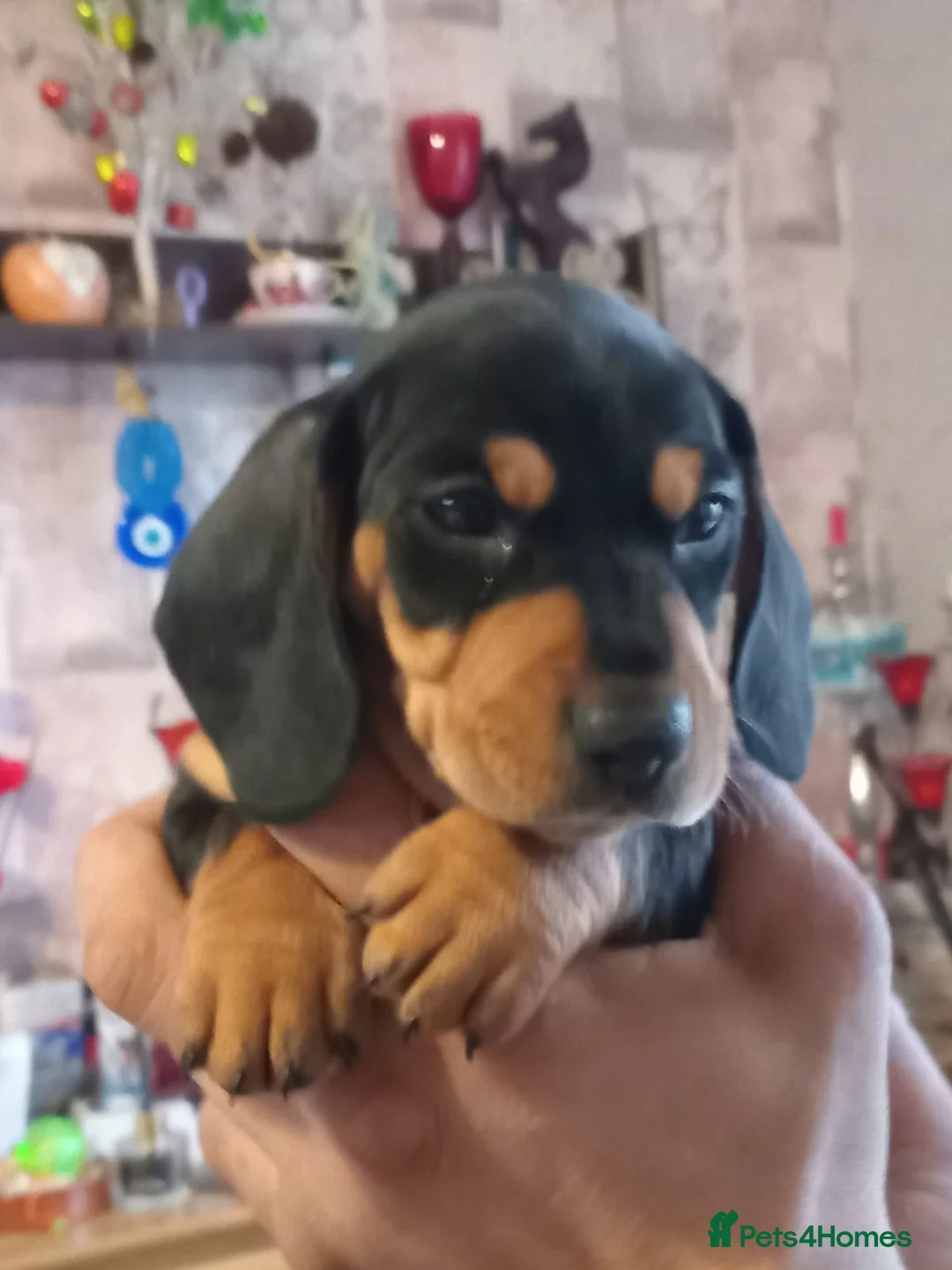 Dachshund dogs for sale: Mr Samoska - Advert 1