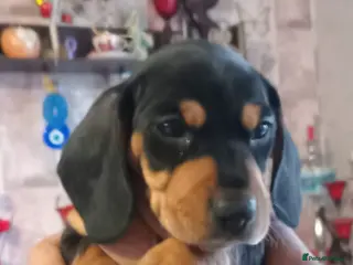Dachshund dogs Mr Samoska - Advert 3