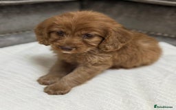 Cavapoo dogs for sale: 2 boys left looking for there forever homes - Image 4
