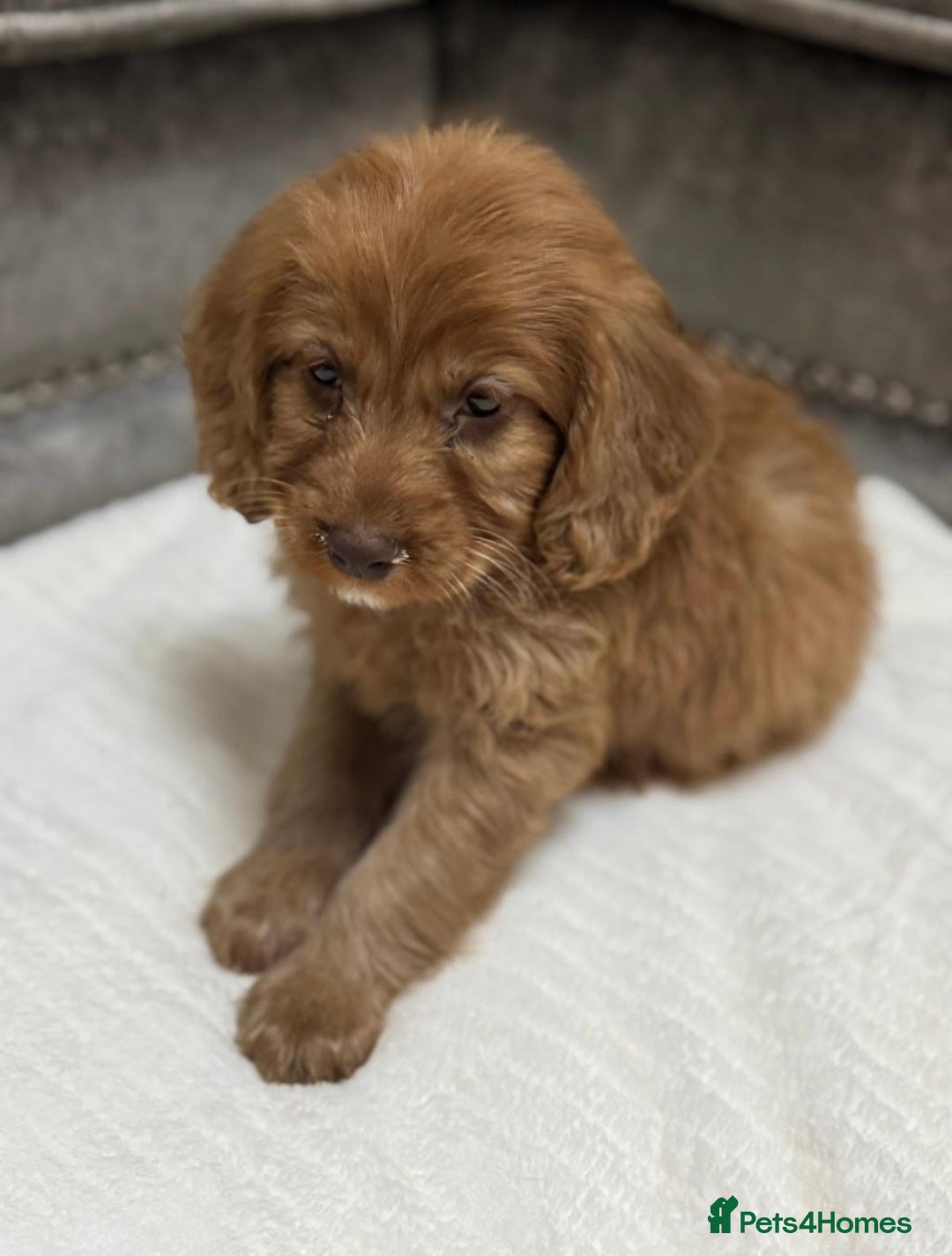 Cavapoo dogs for sale: 2 boys left looking for there forever homes - Image 4