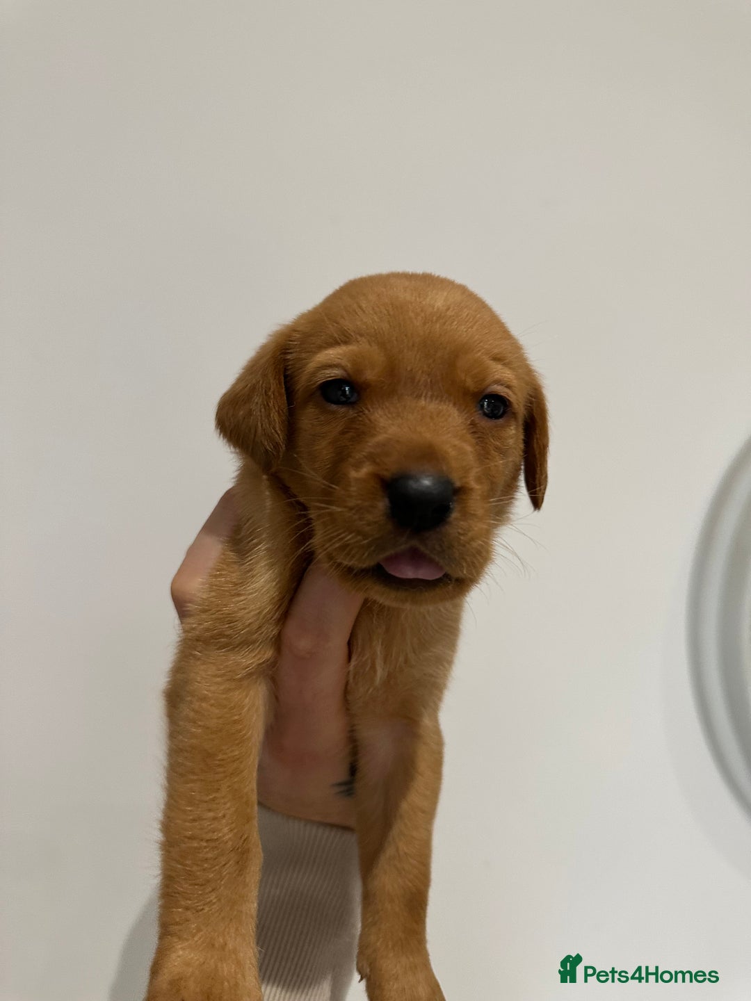 Labrador Retriever dogs for sale: Working Class Fox Red Labs  - Image 23