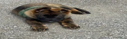 German Shepherd dogs for sale: KC Registered German Shepherd PuppiesChampion Line - Advert 20