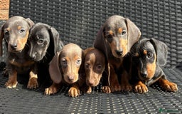 Miniature Dachshund dogs for sale: READY NOW MINI DAXIS KC REG PRA CLR - Image 1