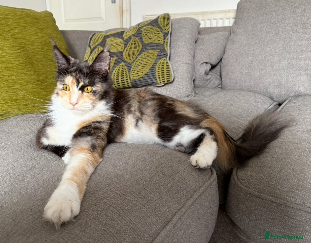 Maine Coon cats for sale: Gorgeous TICA female Maine coon - Image 7