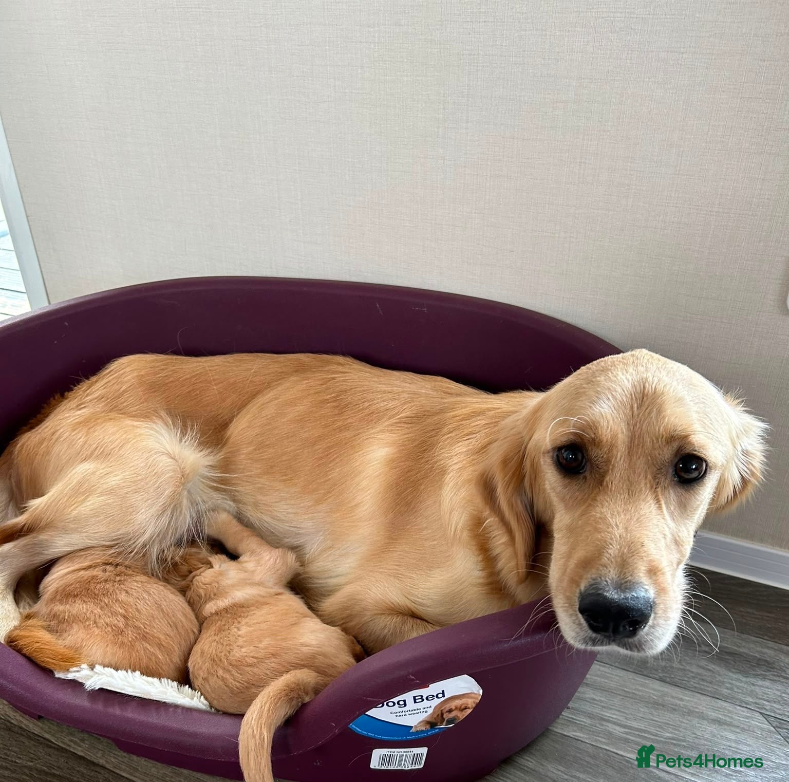Golden Retriever dogs KC registered golden retriever puppies  - Advert 2