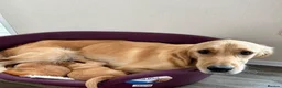 Golden Retriever dogs for sale: KC registered golden retriever puppies  in Ashtead - Advert 2