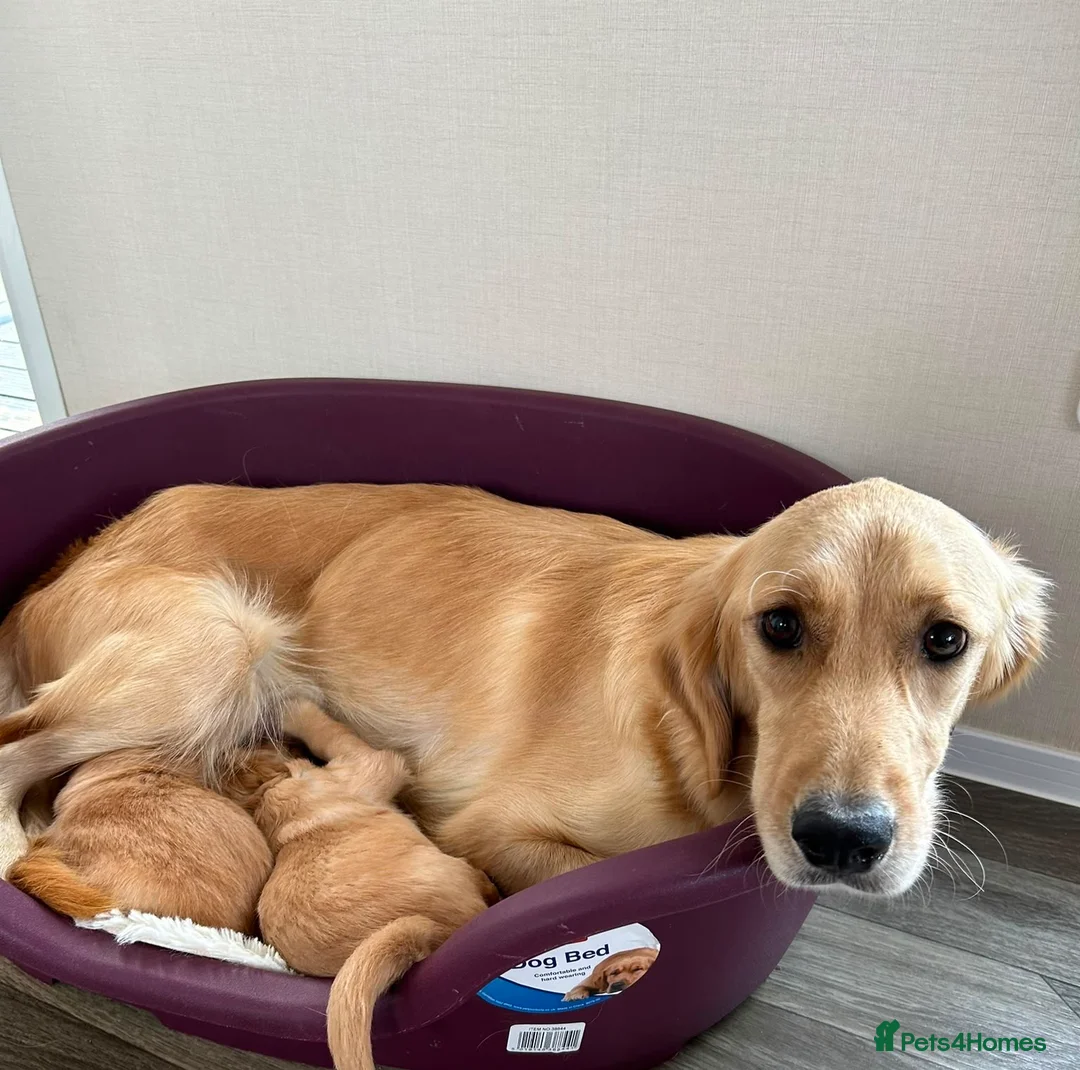 Golden Retriever dogs for sale: KC registered golden retriever puppies  in Ashtead - Advert 2