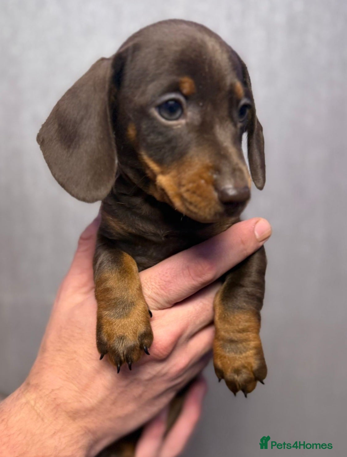 Dachshund dogs Gorgeous Dachshunds READY TO LEAVE TO A 5⭐️ HOME - Advert 1