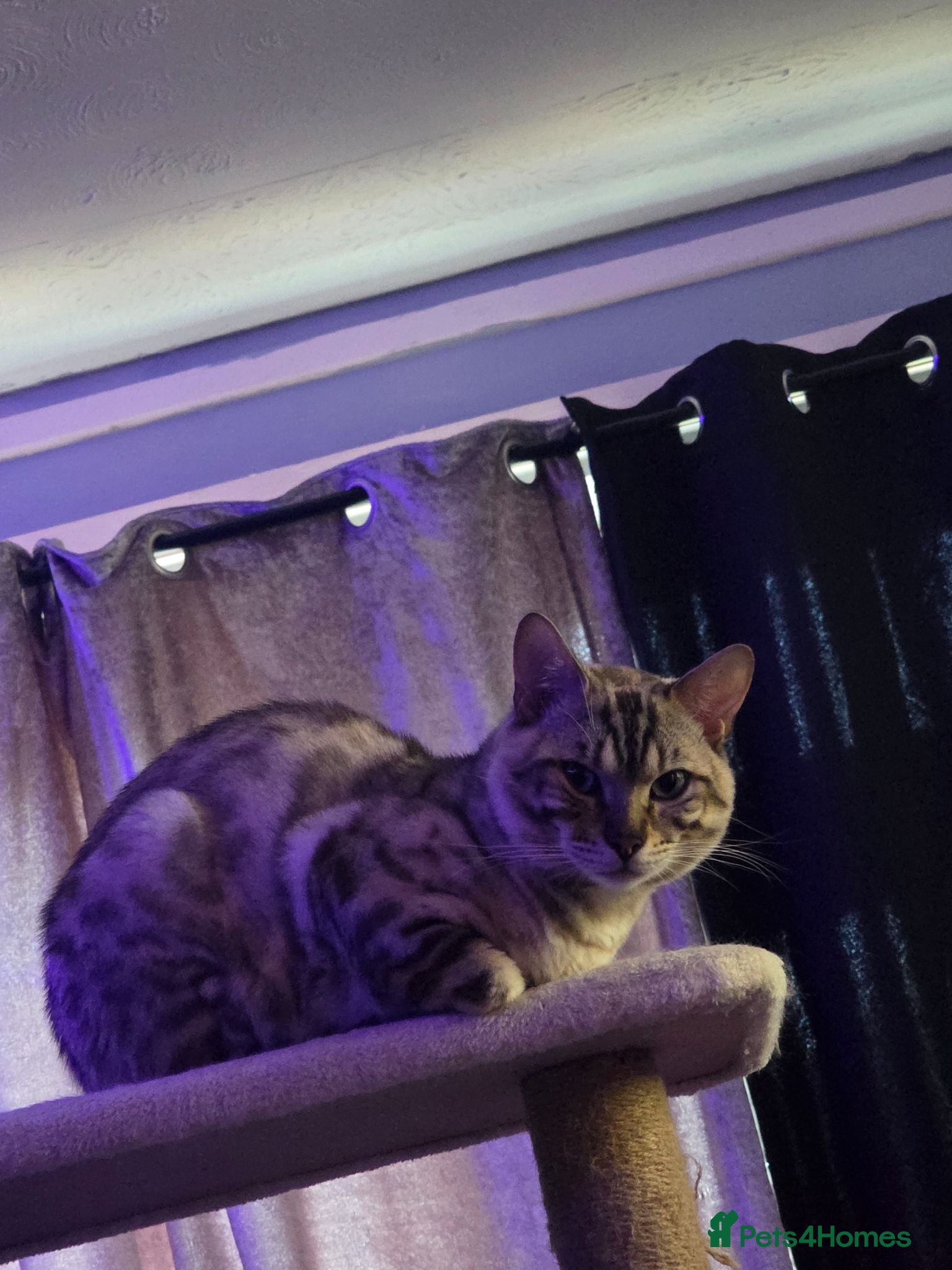 Bengal cats  Beautiful Snow bengal called snow - Advert 13