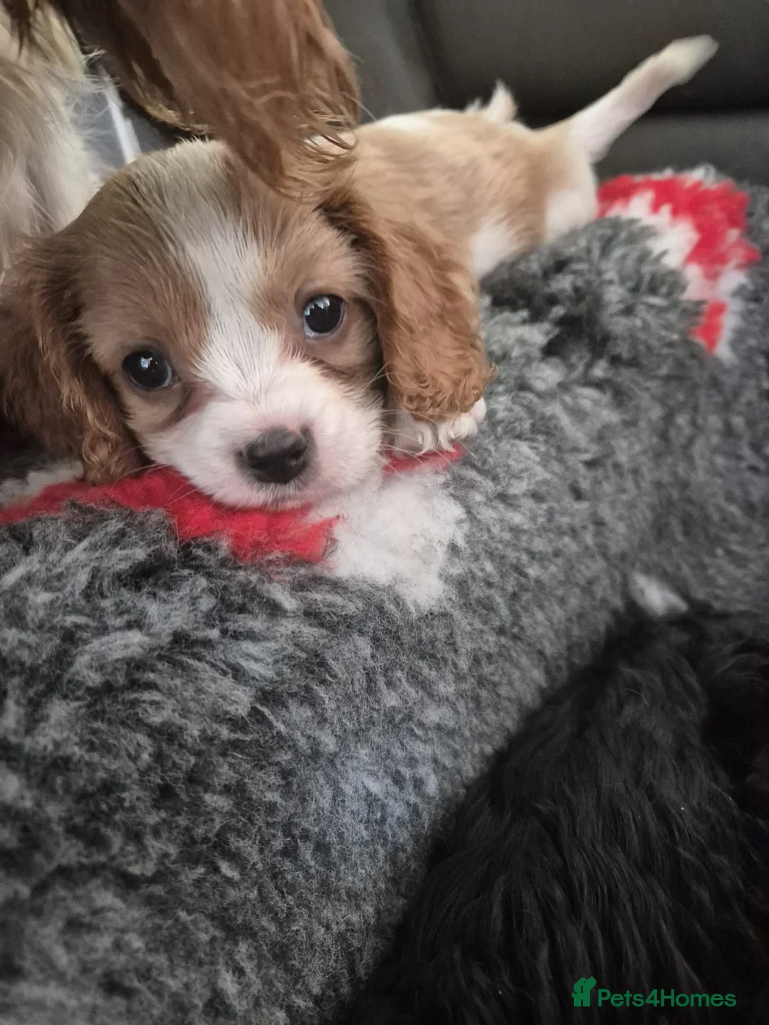 Cavapoo dogs for sale: Last 2 F1 Cavapoo's - Ready now - Advert 2