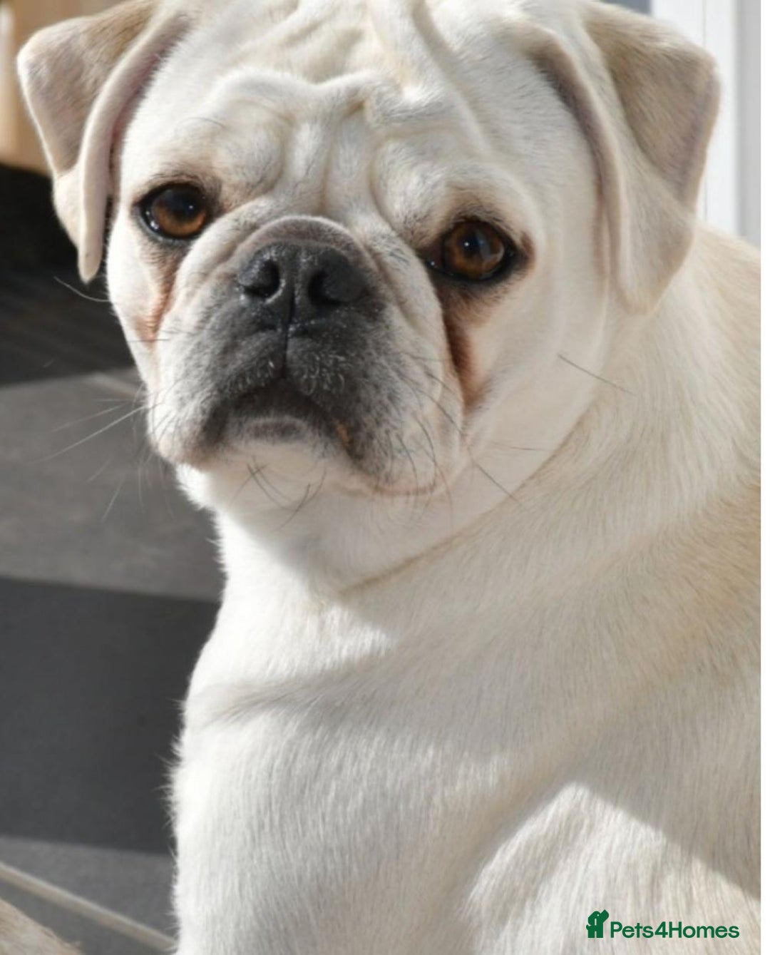 Frug dogs for sale: French Bulldog × Pug puppy available for rehoming - Advert 3