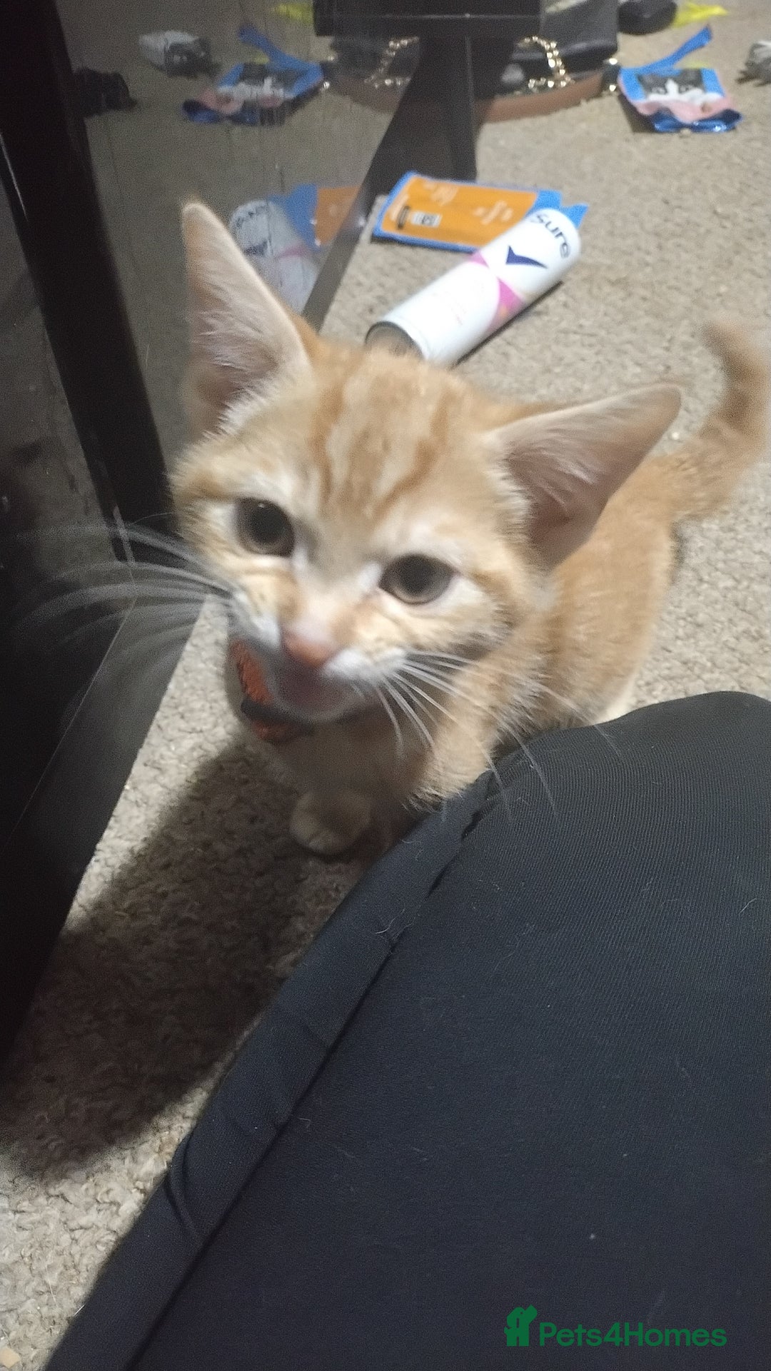 Mixed Breed cats for sale: Ginger kitten - Image 2
