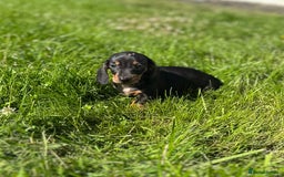 Miniature Dachshund dogs for sale: Miniature dachshund puppies  - Image 2