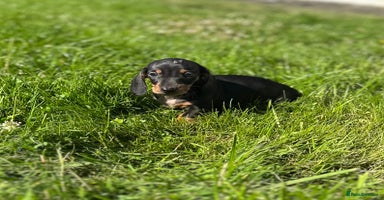 Miniature Dachshund dogs - Advert 7
