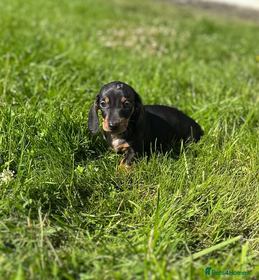 Miniature Dachshund dogs for sale: Miniature dachshund puppies  - Image 2