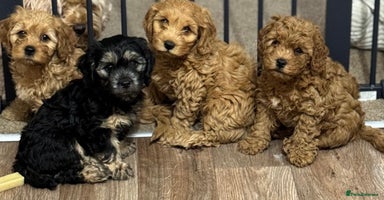 Cavapoochon dogs in Bishop's Stortford - Advert 10